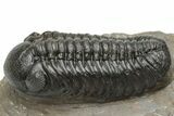 Detailed Austerops Trilobite - Top Quality Specimen #225377-2